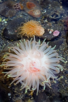 Crimson Prints: Crimson anemone which can be found from Alaska to Washington State and can reach