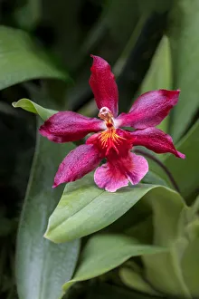 Epiphyte Prints: Crimson Cattleya