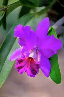 Orchid Prints: Crimson cattleya