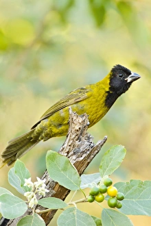 Images Dated 26th January 2012: Crimson-collared Grosbeak (Rhodothraupis celaeno) female feeding on potato tree fruit in s