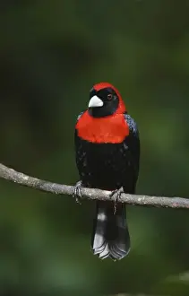 Costa Rican Prints: Crimson-collared Tanager, Ramphocelus sanguinolentus, adult perched, Central Valley