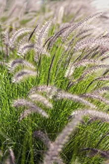 Images Dated 3rd September 2019: Crimson Fountain Grass, USA