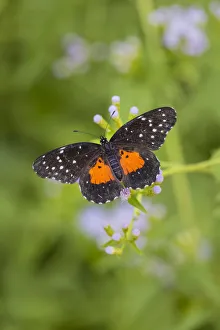 Hidalgo County Prints: Crimson Patch butterfly on crucita (mistflower)