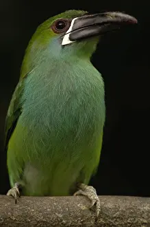 Images Dated 7th March 2006: Crimson-rumped Toucanet (Aulacorhynchus haematopygus) Andes mostly 500-2000 meters