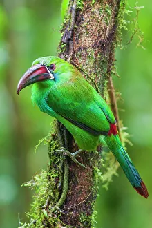 Cloud Forest Prints: Crimson-rumped toucanet portrait in cloud forest, Ecuador
