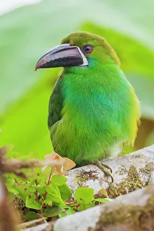 Cloud Forest Prints: Crimson-rumped toucanet portrait in cloud forest, Ecuador