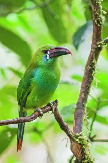 Cloud Forest Prints: Crimson-rumped toucanet portrait in cloud forest, Ecuador