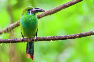 Cloud Forest Prints: Crimson-rumped toucanet portrait in cloud forest, Ecuador