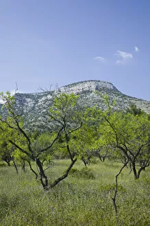Images Dated 25th May 2007: CROATIA, Central Dalmatia, BRAC ISLAND, BOL. Mountain Landscape