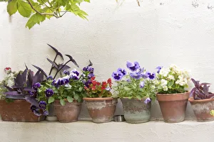 Dalmatia Prints: Croatia, Dubrovnik. Attractive flowers clay pots