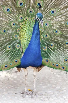 Plumage Prints: Croatia, Dubrovnik. Peacock in courtship display on Lokrum Island