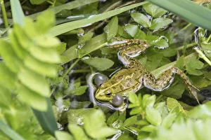 Mating Prints: Croatia. Eurasian Marsh Frog (Pelophylax ridibundus) croaking Krka National Park