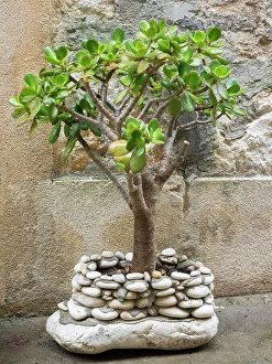 Dalmatia Coast Prints: Croatia, Hvar. Green jade plant in a rock build pot in the street