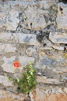 Dalmatia Prints: Croatia, Hvar, Vrboska. Poppy grows in stone wall