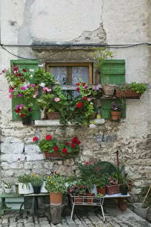 CROATIA, Istria, ROVINJ. Flowered window on Montalbano Street