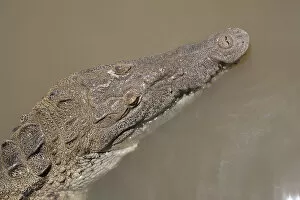Crocodile, Black River Town, Jamaica South Coast