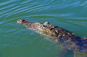 Crocodile Prints: Crocodile at Lago Enriquillo, Barahona, Dominican Republic, Caribbean