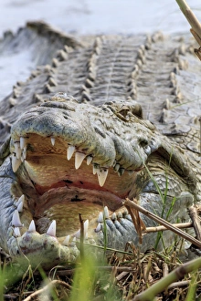 Images Dated 18th September 2014: Crocodile venting his teeth. Lake Chamo. Ethiopia, Africa