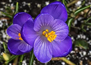 Bellevue Prints: Crocus blooming, Bellevue, Washington State. First flower of spring
