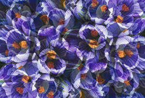 Abstract Prints: Crocus photo montage