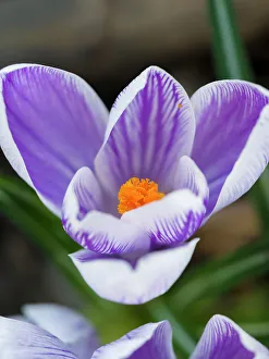 Crocus Prints: Crocus, variety Pickwick, Central Europe, Germany