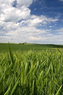 Farm Land Prints: Crop of green wheat near Nezperce, Idaho