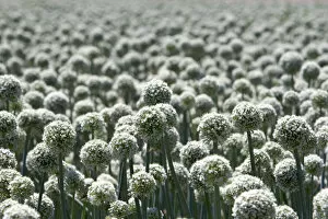 Images Dated 28th June 2007: A crop of onions with seed heads in Canyon County, Idaho