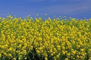 Images Dated 7th June 2007: Crop of rapeseed / canola in Grangeville, Idaho