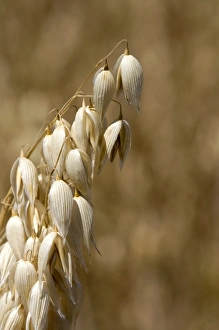 Crop of ripe oats in the Willamette Valley of Oregon, USA