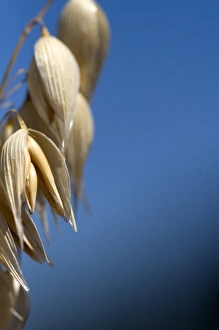 S Eed Prints: Crop of ripe oats in the Willamette Valley of Oregon, USA