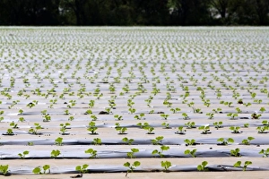 Seedling Prints: Crop of seedling melon plants under plastic near Nicoya, Costa Rica