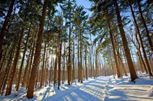 Massachusetts Prints: Cross-country ski trail in a spruce forest at the Notchview Reservation in the Berkshires