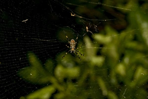 Images Dated 28th February 2008: Cross Orb Spider Argiope sp. Sydney, Australia