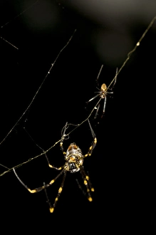 Spider Prints: Cross Orb Spider Argiope sp. Sydney, Australia