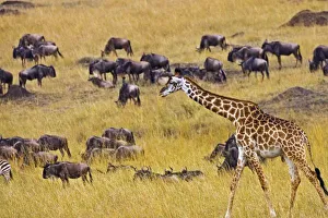 Mara Prints: Crossing of
