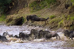 Crossing of the Mara River by Zebras and Wildebeest, migrating in the Msai Mara Kenya