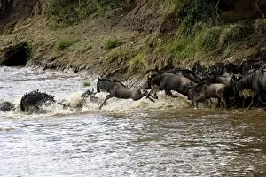 Images Dated 17th September 2007: Crossing of the Mara River by Zebras and Wildebeest, migrating in the Msai Mara Kenya