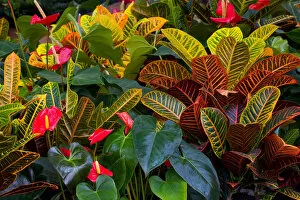 Croton and anthuriums in greenhouse, Woodenville, Washington
