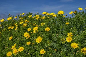 Crown daisy