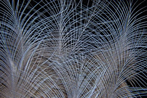 Images Dated 1st November 2011: Crown feathers of the Crowned Pigeon
