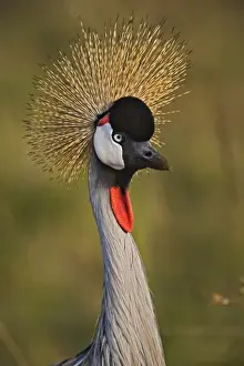 Images Dated 23rd July 2005: Crowned Crane, Masai Mara, Kenya Balearica regulorum