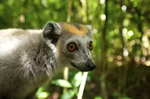 Images Dated 3rd January 2007: Crowned Lemur (Eulemur coronatus), Ankarana National Park, Northern Madagascar