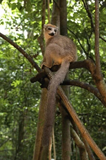 Crowned Lemur (Eulemur coronatus), Ankarana National Park, Northern Madagascar