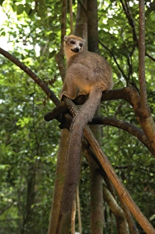 Images Dated 3rd January 2007: Crowned Lemur (Eulemur coronatus), Ankarana National Park, Northern Madagascar