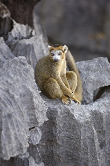 Images Dated 6th November 2005: Crowned Lemur (Eulemur coronatus) male on tsingy. Tsingy is limestone