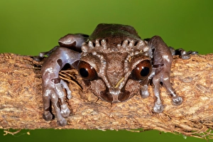 Costa Rica Prints: Crowned tree frog