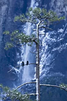 Crows (Corvidae corvus) in front of Bridalveil Fall, Yosemite