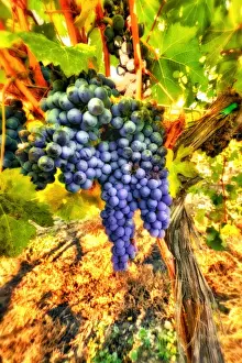 Images Dated 4th November 2010: Crush at Teft Cellars in the Rattlesnake Hills AVA in the Yakima Valley