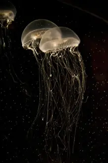 Sting Prints: Crystal Jelly Fish Aequorea victoria Native to West Coast of North America