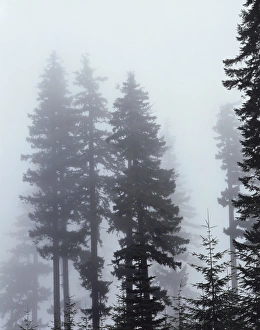 Old Growth Prints: CTF-0577